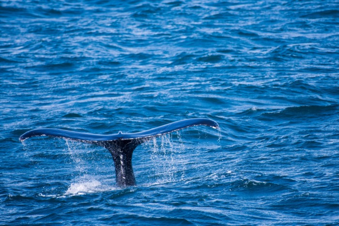 Humpback Whale Watching Tour, Iceland