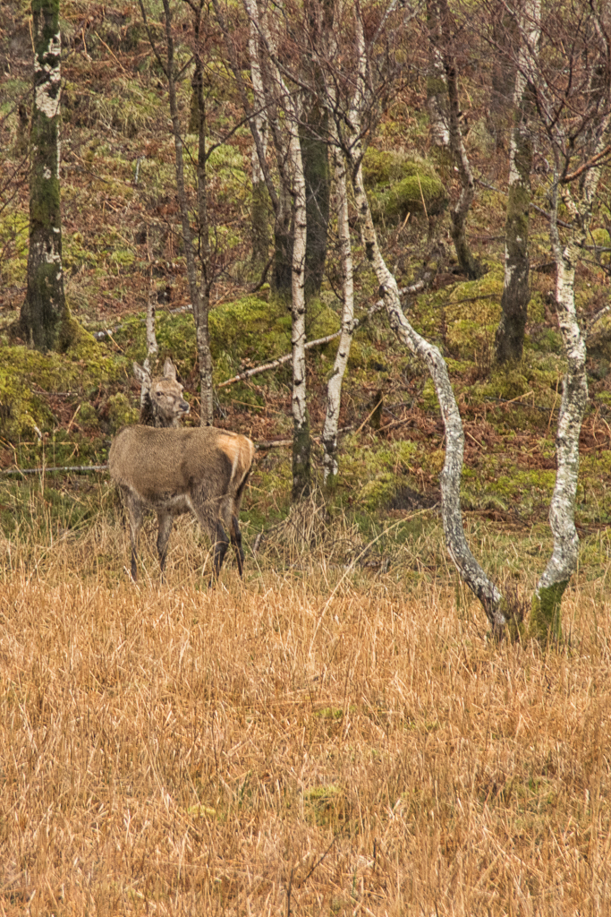 Camouflaged Deer Isle of Mull